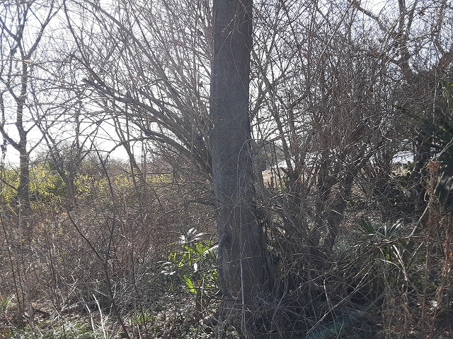 パネル周辺の樹木